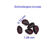 Schlumbergera truncata graines.jpg
